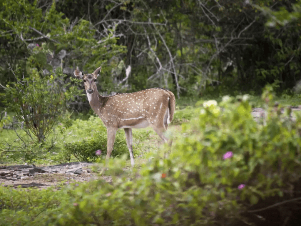 debrigarh wildlife sanctuary