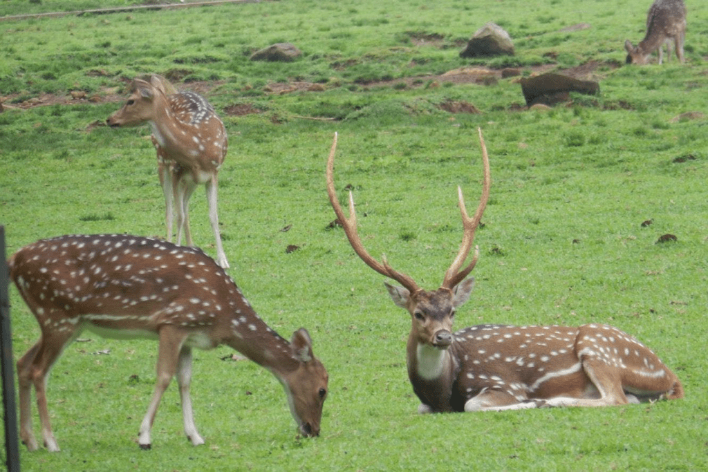 deer park